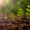 plant growing