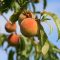 98708938peaches-3529802_960_720