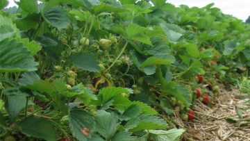 strawberry-fields