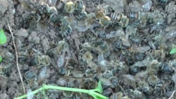 beedeath