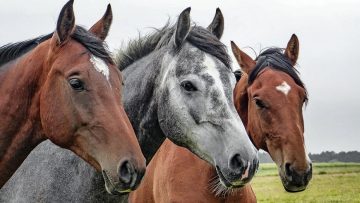 horses-1414889_960_720