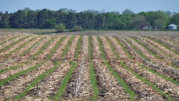 strip-till технология