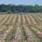 Новина плюс: Ползи и препоръки за strip-till технологията