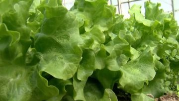 vegetables