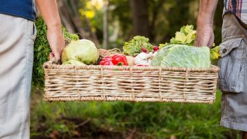 Midsection of colleague carrying vegetables crate at garden