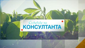 SUVETITE NA KANSULTANTA