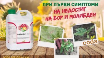 codamin-b-mo-Facebook-2021