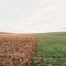 farmland-801817_640