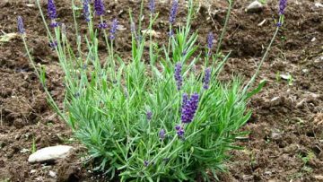 lavander