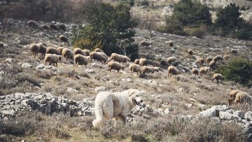 Beautiful shot of a dog and a herd of sheep in the French Riviera hinterland