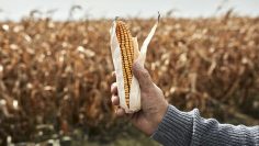 farmer-hand-holding-corn-against-corn-field-during-sunny-day-ZEDF03988