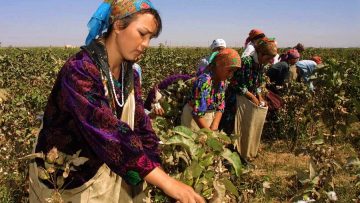 бране на памук узбекистан