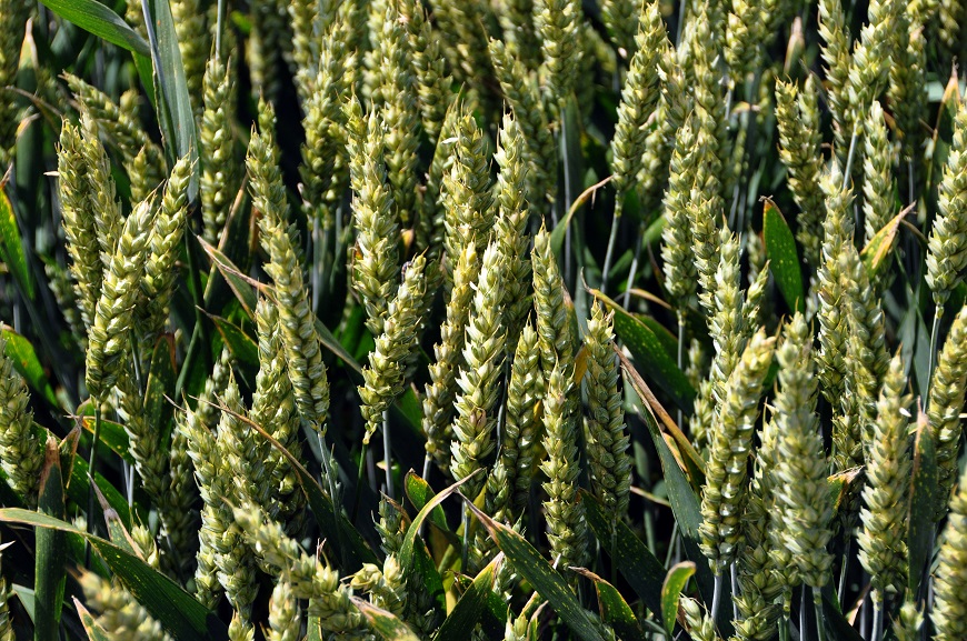 БАСФ - Революционни решения за опазване на пшеница и слънчоглед 