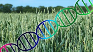 CropGenomeEditing_Lead