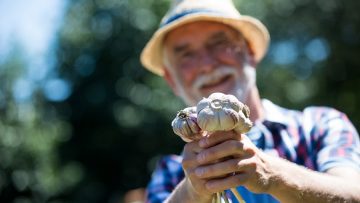 Senior man holding freshly picked garlic bulb