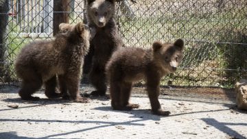 ThreeBears