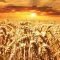 Пшеницата отвъд Океана остана на червено
