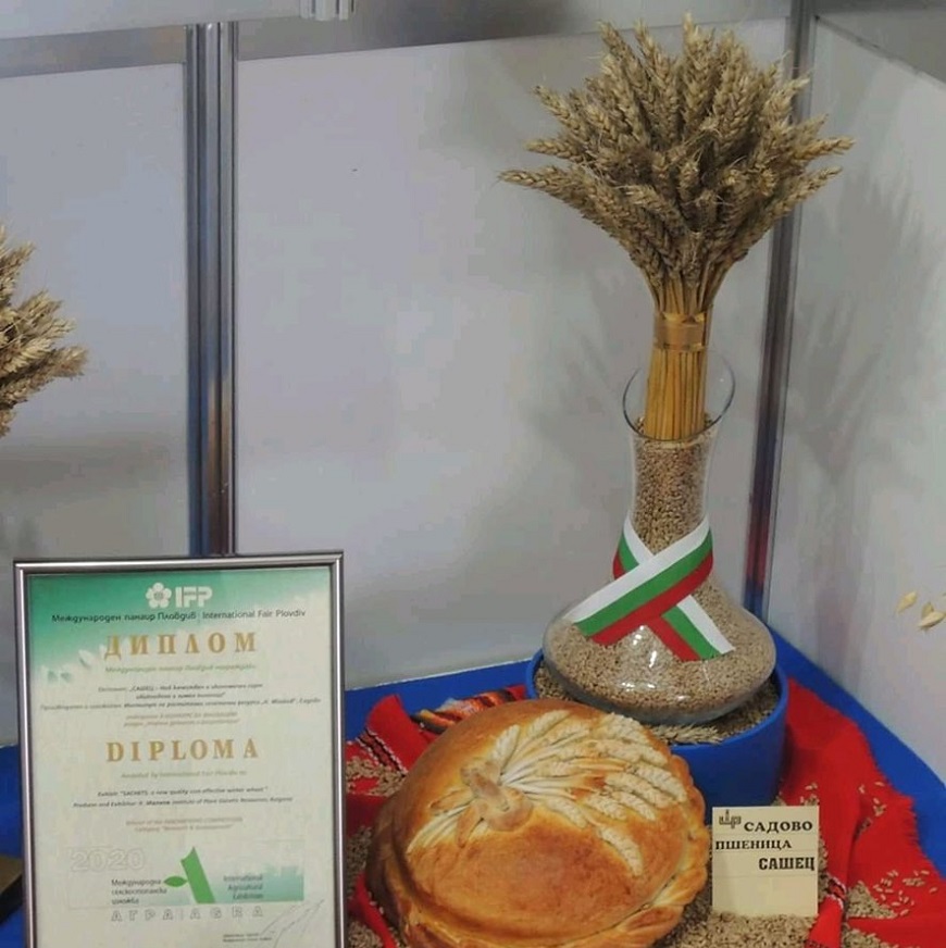Рекордни 824 кг/дка пшеница от новия сорт „Сашец“ на ИРГР - Садово и ИПК - Чирпан