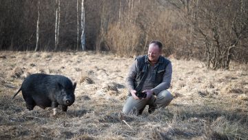 A photographer photographs a boar in the wild