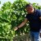 Бизнес и иновации: Добре отгледаното грозде гарантира производство на висококачествено вино