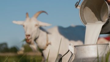 Farmer pours goat’s milk into can, goat grazes in the background