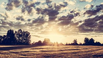 Countryside panorama at sunset. Golden wheat field