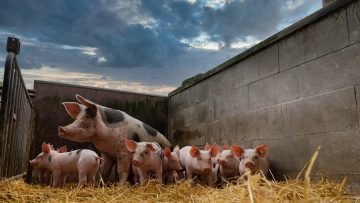 Muttersau mit Ferkeln in einen Aussenstall