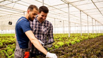 Two researchers monitor the condition of salad plants with tablet in hand