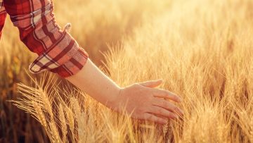 Female farmer touching wheat crop ears in field