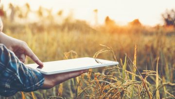 Smart farming Agricultural technology and organic agriculture Woman using the research tablet and studying the development of rice varieties in rice field