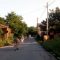 Новина плюс: Оставени без надзор говеда тормозят крайгранично село