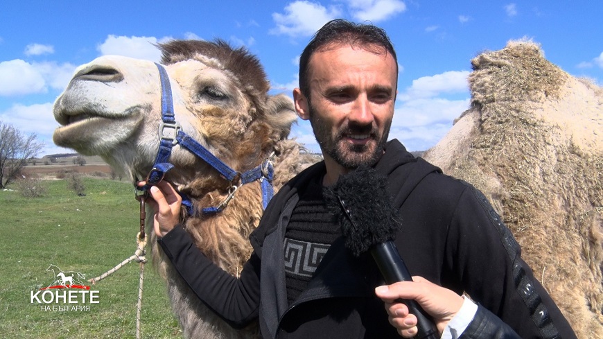 Конете на България-36 брой 