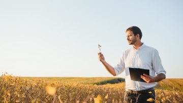 Agronomist inspects soybean crop in agricultural field – Agro concept – farmer in soybean plantation on farm.