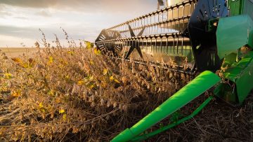 Harvesting of soybean field