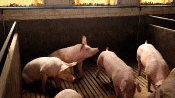Pigs