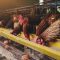 Close-Up Of Rooster In Cage Livestock  in  industrial farm