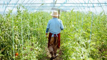 Senior agronomist walking with rakes on the tomatoes plantation in the greenhouse on a small agricultural farm, rear view