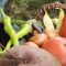 Новина плюс: Биопроизводители отбелязаха празника си като дариха продукти