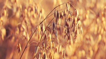 Oats field at sunset light