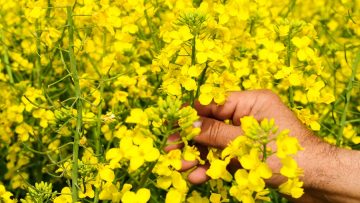 рапица цъфтеж