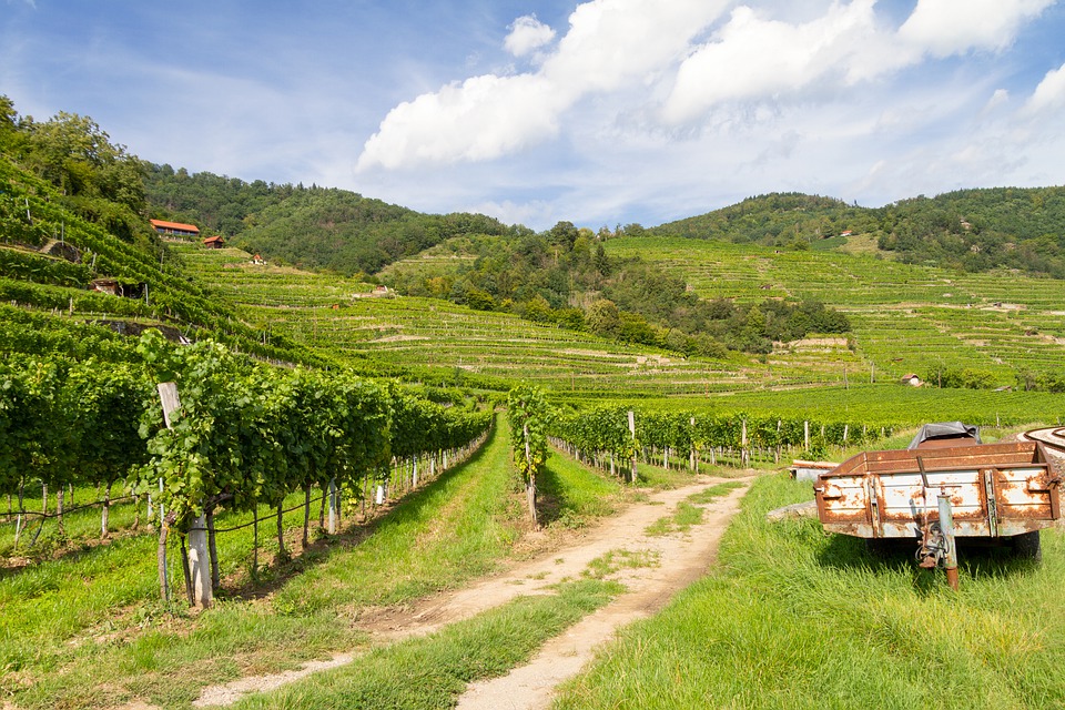 Европейската комисия приема извънредни мерки в подкрепа на лозаро-винарския сектор и сектора на плодовете и зеленчуците