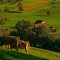 littlefarm