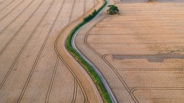 Ripe Golden Wheat Fields Aerial