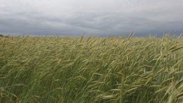 пшеница поле небе