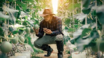 Asian farmers check the Melon yield in the greenhouse