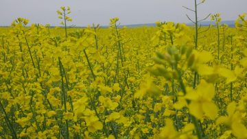 рапица цъфтяща