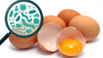 яйца салмонелоза