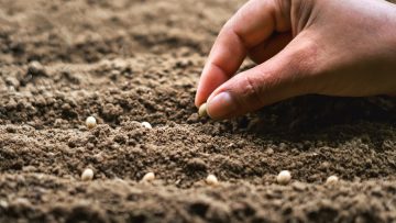 hand planting soy seed in the vegetable garden. agriculture conc