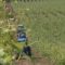 agrotema17