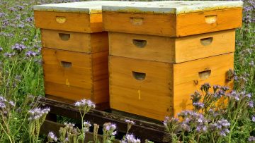 beehive-3703434_960_720